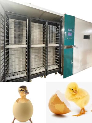 acheter Oeuf automatique de poulet de large échelle hachant la machine hachant le taux 98% online manufacture
